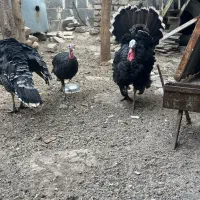 بوقلمون برنز۶ماهه|حیوانات مزرعه|قم, پردیسان|دیوار