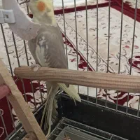 عروس هلندی جوجه|پرنده|بهارستان, |دیوار