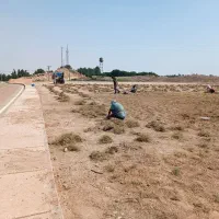 فروش چمن آفریقایی با اجرا، کود