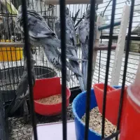 جوجه پرنده عروس سالم