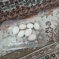 تخم مرغ محلی مرغ گلین|خوردنی و آشامیدنی|زنجان, |دیوار