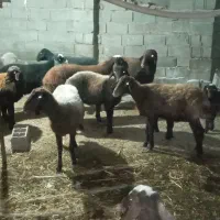 گوسفند فروشی