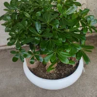 گل گیاه|خدمات باغبانی و درختکاری|نیشابور, پنجراه|دیوار