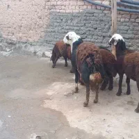 بره|حیوانات مزرعه|الیگودرز, |دیوار