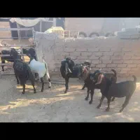 گوشت کهره ۱۲۵۰
