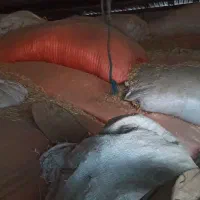 فروش کاه تمیز|لوازم جانبی حیوانات|اندیمشک, |دیوار