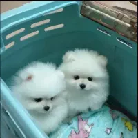 سگ پامرانین