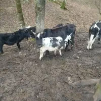 یک گاو با گوساله نر