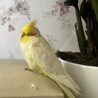 عروس هلندی گمشده در منطقه ۲۲
