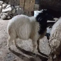 بره شیر مست