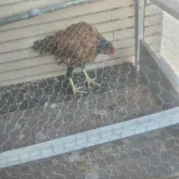 خروس وجوجه خروس|حیوانات مزرعه|سراوان, |دیوار