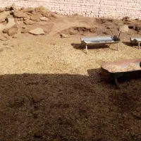 کود گوسفندی|خدمات باغبانی و درختکاری|چترود, |دیوار