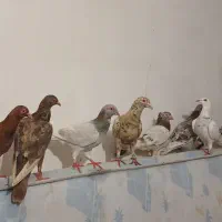 ۱۲ عدد کوهی در رامشیر|پرنده|اهواز, امانیه|دیوار