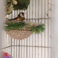 سهره نر گمشده