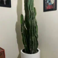 کاکتوس ( گیاه آپارتمانی )