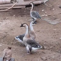 قو غاز نژاد ارتیشی