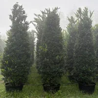 یاس هلندی مخروطی ریشه پرس