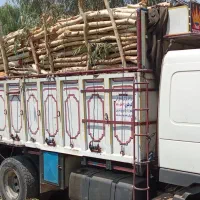 چوب اکالیپتوس