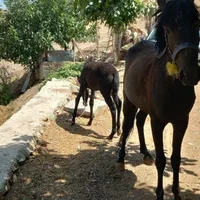 مادیان ۳ساله با کره قاطر