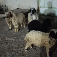 میش و بره داشتی قیمت مناسب کمبودجا