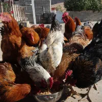 ۱۶ عددخروس ۷ماهه|حیوانات مزرعه|قلعه شاهین, |دیوار