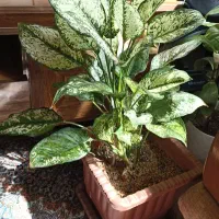 گلدان.گل آپارتمانی