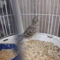 سهره خاکی|پرنده|بجنورد, |دیوار