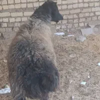 گوسفندنرع ۶۰ کیلویی