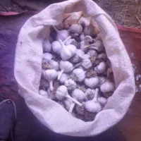 سیر فروشی