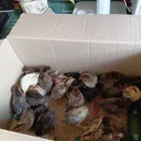 جوجه محلی 20 روزه