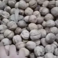 گردو