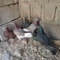 کبوتر ۵تاش روهم