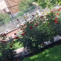 نیاز به ضامن