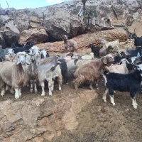 فروش بزچاق درفلکدین|حیوانات مزرعه|خرمآباد, |دیوار