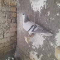 کبوتر بدرنگ