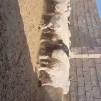 گوسفند میش بره|حیوانات مزرعه|مروست, |دیوار