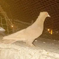 زرد کلایی|پرنده|زرند, |دیوار