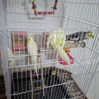 عروس هلندی