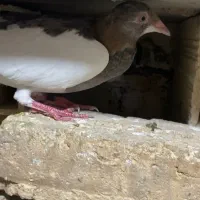 کفتر جفتی و پرشی همه رنگی|پرنده|آبیک, |دیوار