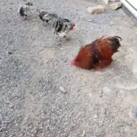 مرغ خروس مینیاتوری فروشی