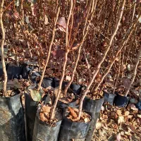 فروش نهال پسته بادامی زرندی ابرکوه