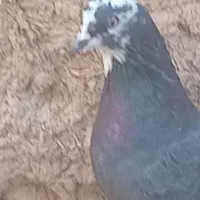 کبوتر  پرشی کبوتر گرو|پرنده|سمنان, |دیوار