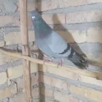 کبوتر|پرنده|صائین قلعه, |دیوار