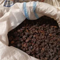 مویز بش دشمن زیاری