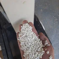 خدمات بوجاری در شیراز|خدمات پیشه و مهارت|شیراز, کفترک|دیوار