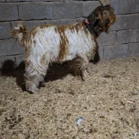 بره بیگ بز میش