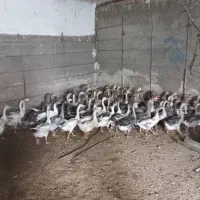 فروش جوجه غاز ۳ ماهه