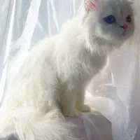 گربه پرشین ماده چشم دریایی|گربه|کازرون, |دیوار