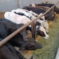۳۰گوساله لاغر‌‌‌دورگ‌‌‌‌کوردی‌میاندوآب