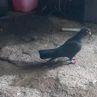 کفتر ذاغ طوقی